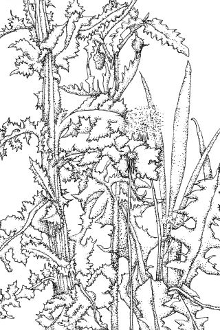 Anamari Hrup, Mon Jardin, 2020